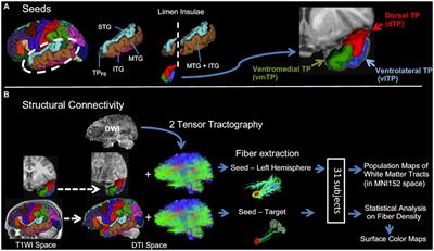 Frontiers Structural Connectivity Of Cytoarchitectonically Distinct